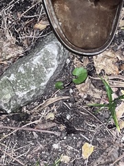 Ranunculus abortivus