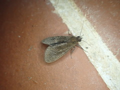 Virbia medarda