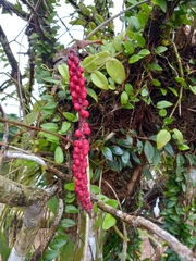 Anthurium gracile