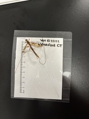 Megarhyssa macrurus macrurus