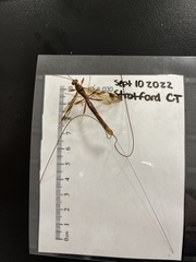 Megarhyssa macrurus macrurus