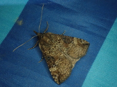Hypena tristalis
