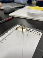 Megarhyssa macrurus macrurus