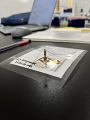 Megarhyssa macrurus macrurus