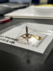 Megarhyssa macrurus macrurus