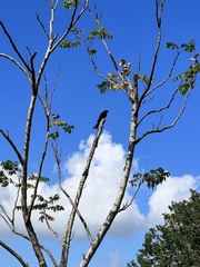 Dicrurus macrocercus harterti