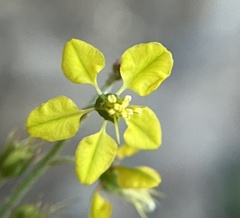 Galphimia angustifolia