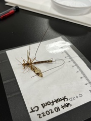 Megarhyssa macrurus macrurus