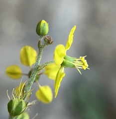 Galphimia angustifolia
