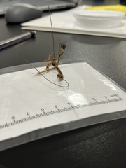 Megarhyssa macrurus macrurus