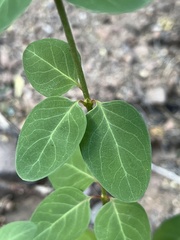 Galphimia angustifolia