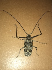 Acrocinus longimanus