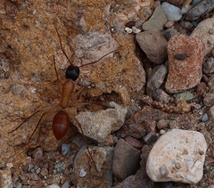 Camponotus nigriceps