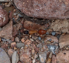 Camponotus nigriceps