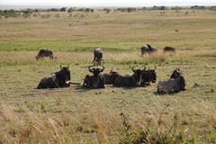 Connochaetes taurinus mearnsi