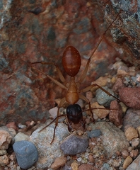 Camponotus nigriceps