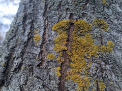 Xanthomendoza weberi