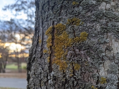 Xanthomendoza weberi