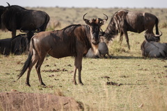 Connochaetes taurinus mearnsi