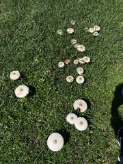 Chlorophyllum molybdites image