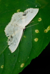 Scopula limboundata