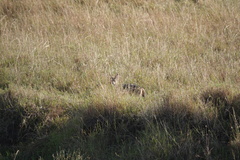 Lupulella mesomelas schmidti
