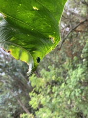 Asphaera albomarginata