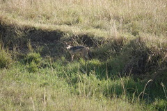 Lupulella mesomelas schmidti