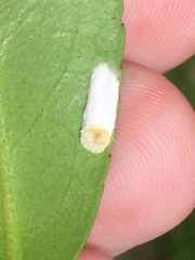 Pulvinaria camelicola