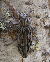 Chalcophora angulicollis