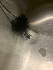 Acanthocephala femorata