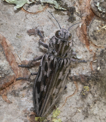 Chalcophora angulicollis