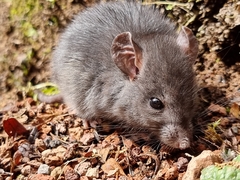 Muroidea