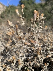 Brickellia nevinii