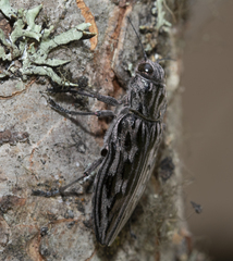 Chalcophora angulicollis
