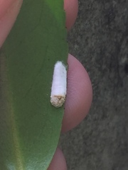 Pulvinaria camelicola