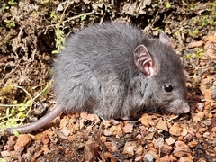 Muroidea