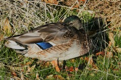 Anas platyrhynchos
