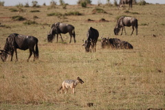 Lupulella mesomelas schmidti