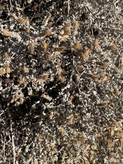 Brickellia nevinii
