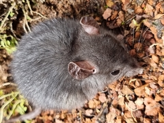 Muroidea