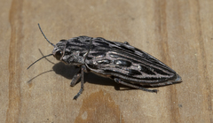 Chalcophora angulicollis