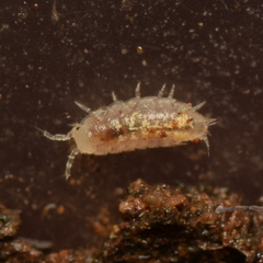 Synocheta