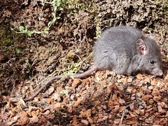 Muroidea