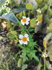 Bidens odorata