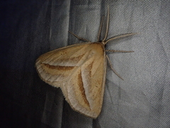 Chariaspilates formosaria