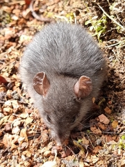 Muroidea