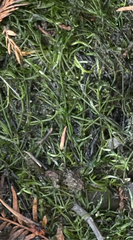 Najas guadalupensis