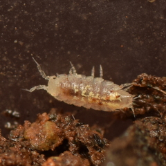 Synocheta
