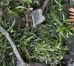 Najas guadalupensis